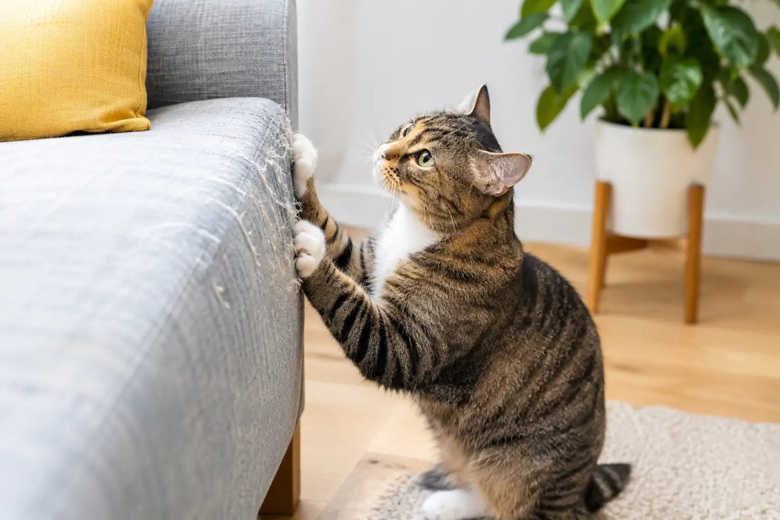 Why Cats Scratch Furniture and How to Redirect It