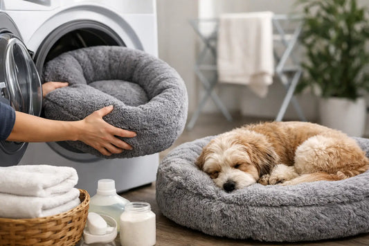 Washing Dog Beds Without Ruining the Comfort